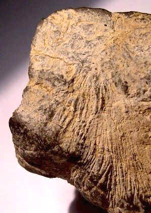 Incised Limestone Bird-human Figure - Day's Knob Archaeological Site