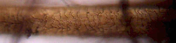 Human Hair from 33GU218 Archaeological Site