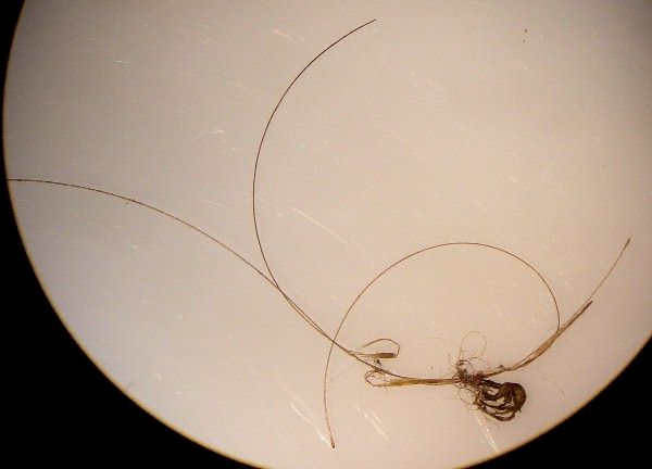Human Hair and Dyed Fiber Artifact from Day's Knob Archaeological Site