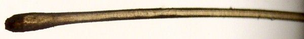 Human Hair from Day's Knob Archaeological Site