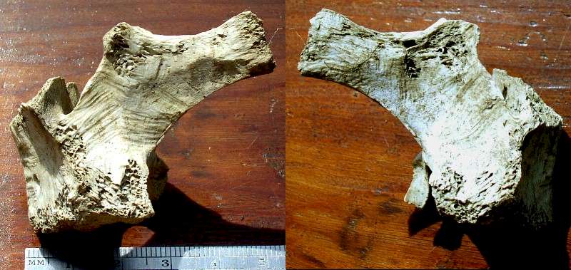 Bird-Form Carved Bone - Day's Knob Archaeological Site