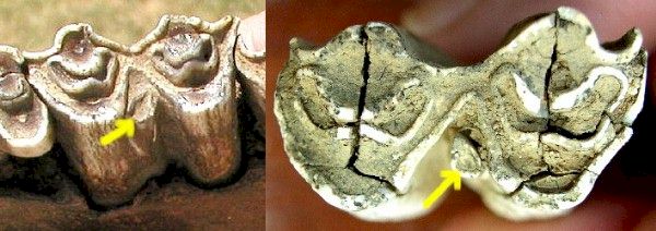 Bison Tooth from Dave Gillilan Cache