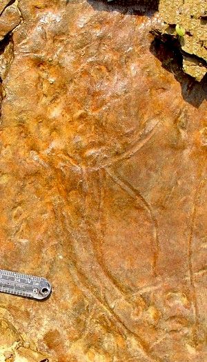 Bird-Human Petroglyph - Day's Knob Archaeological Site