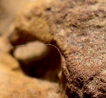 Microsculpted Sandstone - Artifact from Day's Knob Archaeological Site