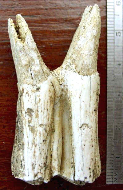 Bison Molar from Dave Gillilan Cache