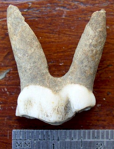 Bison(?) Tooth from Dave Gillilan Cache