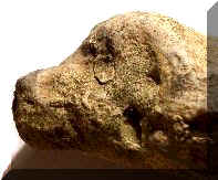 Dog Figure - Day's Knob Archaeological Site