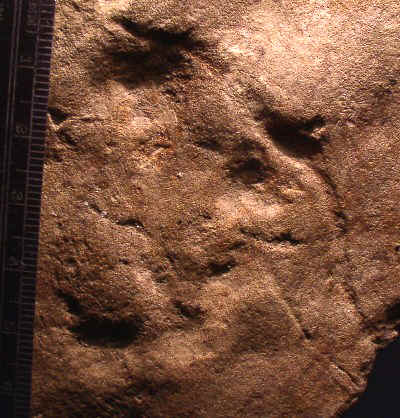 Mastodon Petroglyph - Day's Knob Archaeological Site