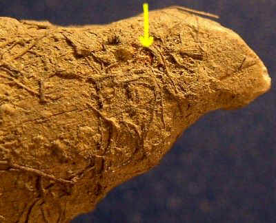 Carved Bone Fragment With Dyed Plant Fiber - Day's Knob Archaeological Site