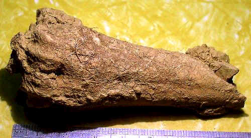 Fractured Bone Fragment - Day's Knob Archaeological Site