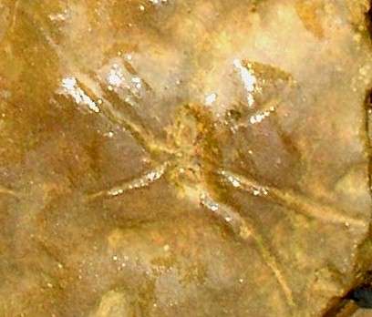 Spider Petroglyph - Day's Knob Archaeological Site