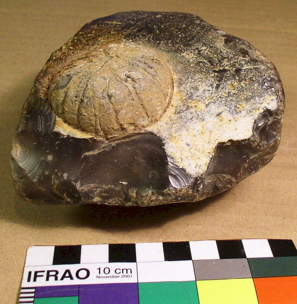 Flint Artifact Trimmed to Frame Echinoid Fossil Inclusion, Groß Pampau, Northern Germany