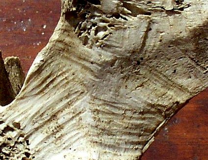 Carved Bone - Day's Knob Archaeological Site