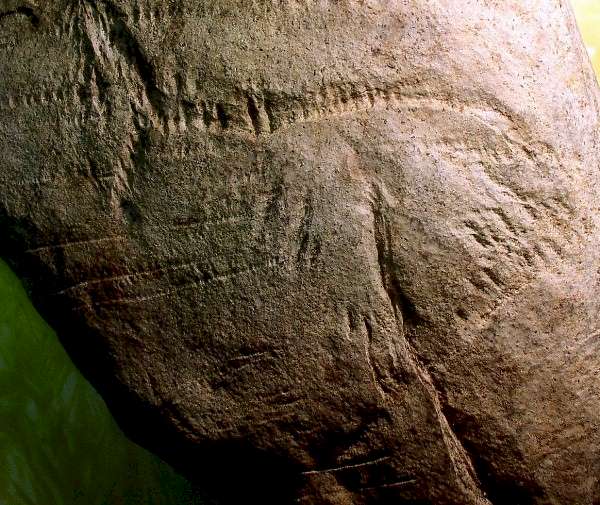 Incised Limestone - Day's Knob Archaeological Site