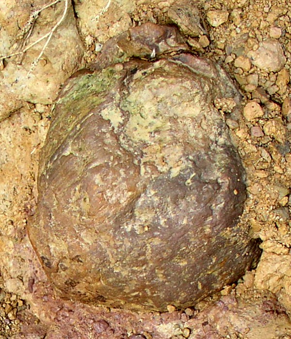 Clay Bird Figure  In Situ - Day's Knob Archaeological Site
