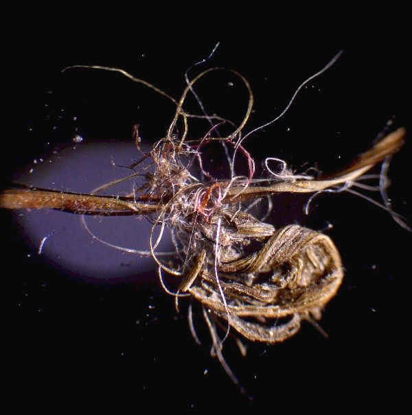 Human Hair and Dyed Fiber Artifact from Day's Knob Archaeological Site