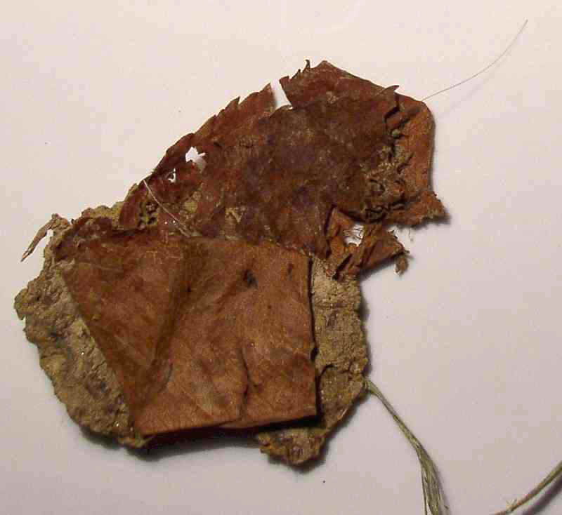 Human Hair - Day's Knob Archaeological Site