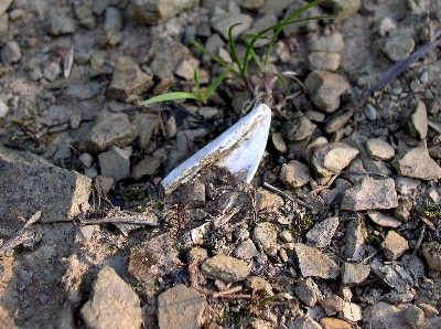 Fractured Bone Fragment - Day's Knob Archaeological Site