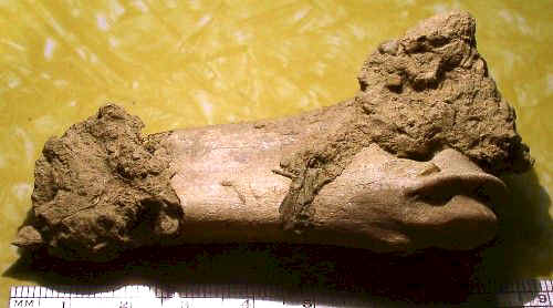 Fractured Bone Fragment - Day's Knob Archaeological Site