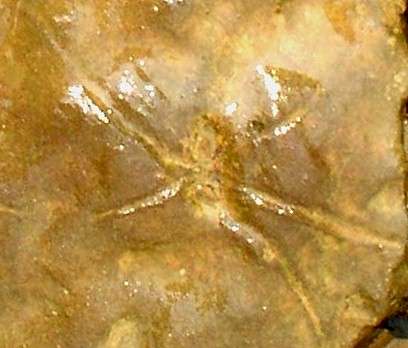 Spider Petroglyph - Day's Knob Archaeological Site