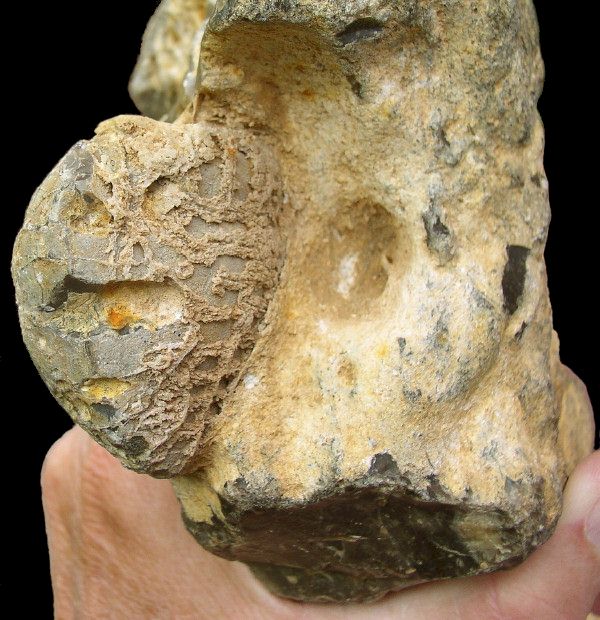 Flint Figure with Echinoid Fossil Inclusion, Groß Pampau, Northern Germany