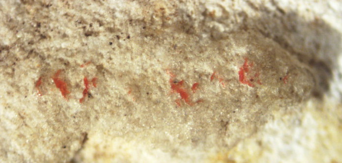 Gro Pampau Artifact - Red Pigment Residue on Flint Gouge